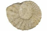 Cretaceous Ammonite (Mortoniceras) - Texas #196060-1